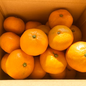 甘さと酸味が丁度いい！濃厚興津早生みかん3kg　秀品（M〜L：約25個）