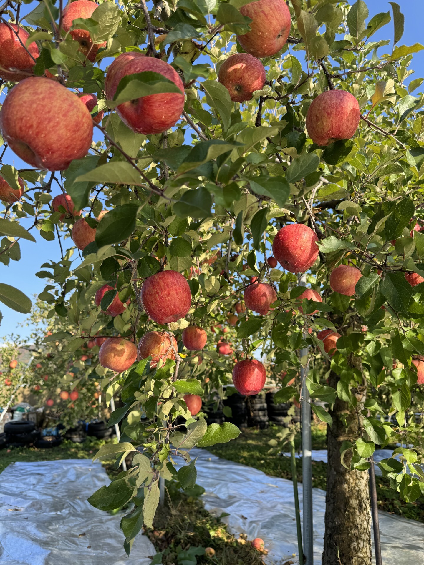 岩手県盛岡市産 訳あり完熟『サンふじ』3kg〜5kg 訳ありサンふじ3kg8-12玉