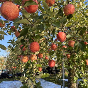 岩手県盛岡市産　訳あり完熟『サンふじ』３ｋｇ～5ｋｇ