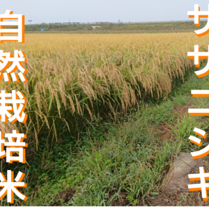 お米の旨味たっぷり自然栽培 ２年産【ササニシキ白米】５kg