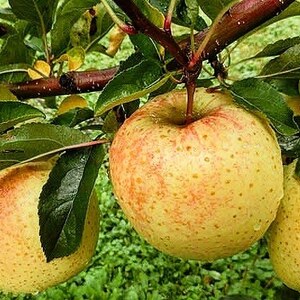 【先行予約】とにかく甘い‼︎ 希少品種サン金星 4.5kg