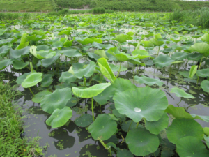 o2048153613795102286