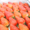 【お家に帰って食べるのが待ち遠しくなるいちご☆彡】【11月中旬～12月中旬発送】