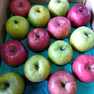 青森県産　サンふじ　王林詰め合わせ　5キロ