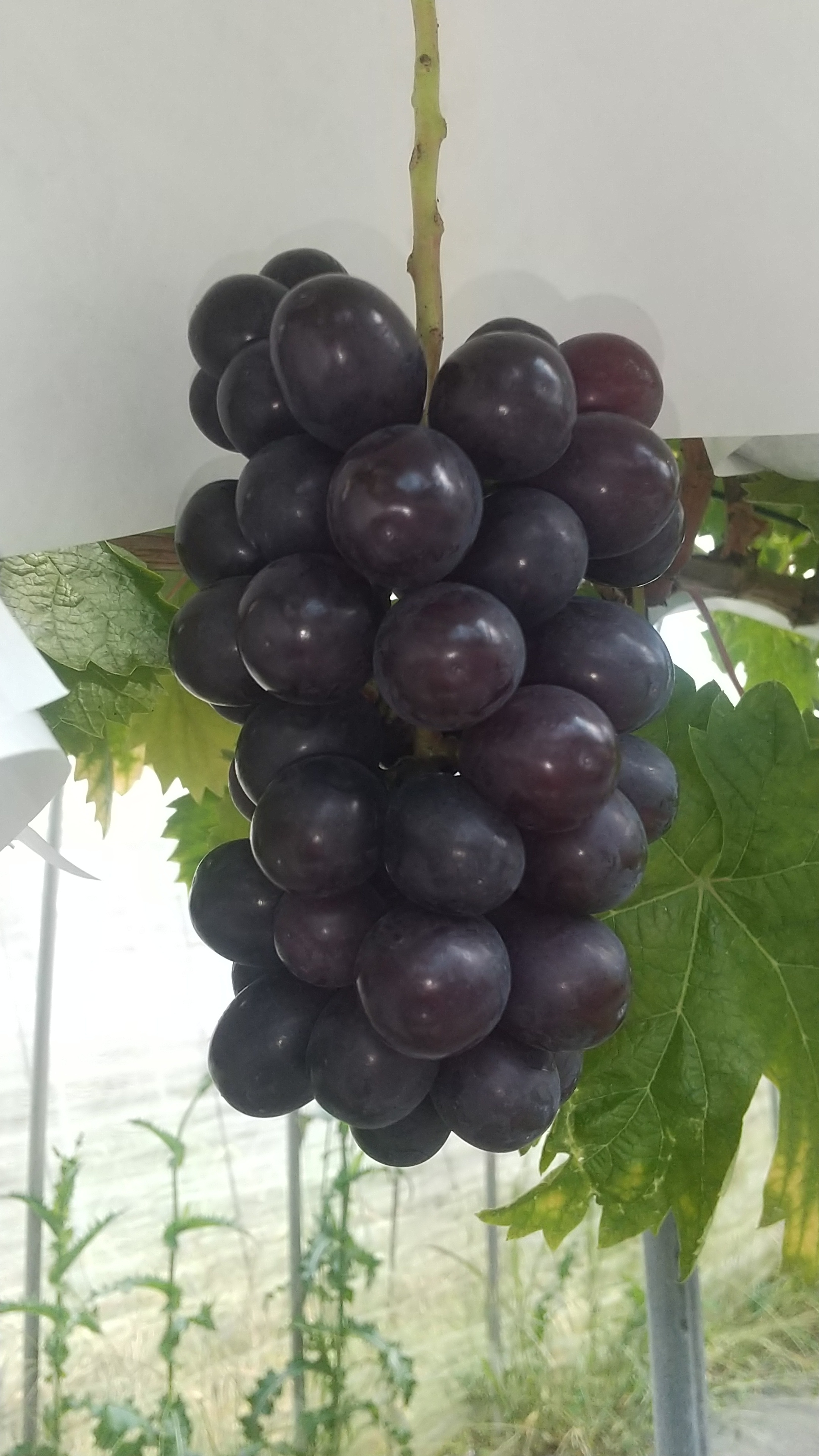 バイオレットキングの産直通販・お取り寄せ商品｜ポケットマルシェ