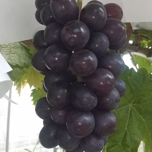 ご家庭用マスカットノワール１ｋｇ+バイオレットキング１ｋｇセット