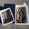 天恵牡蠣「殻付き牡蠣」（シングルシード・バスケット、潮間帯漁場 方式）