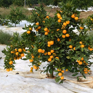 この時期一番人気の完熟ゆら早生です。