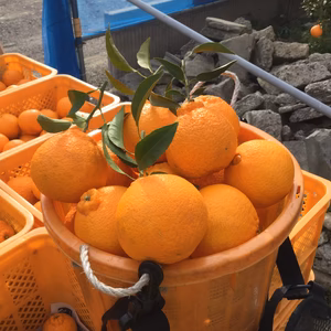 不知火 ご家庭用  9玉入　3Lサイズ(約3kg)