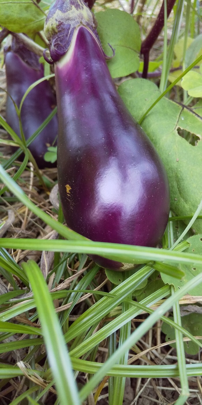 無農薬ブロッコリー 自然栽培 不耕起草生栽培 - 野菜