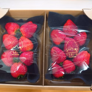 【美土里農園】朝採れ完熟とちあいか不揃い （270ｇ×2パック入）