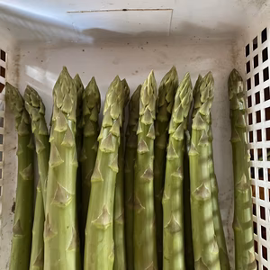 贅沢品！1日1束限定春芽極太アスパラ