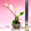 苔玉　ホヤ.カルノーサ