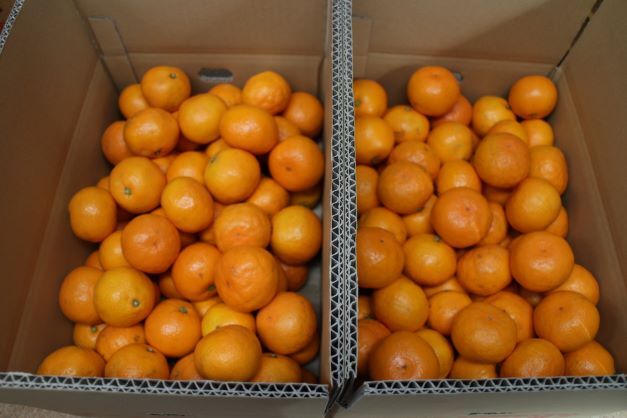 専用♥お年玉超特価❤みかん♥もちぷに♥規格外…大きなブランケット☆Ｗボアケット⭐ YN26の産直通販・お取り寄せ商品｜ポケットマルシェ｜産地直送で旬の