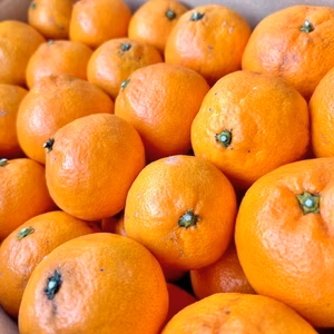 訳あり家庭用　みかん6.5㎏（75個〜80個）