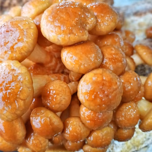 あさはた産菌床なめこ　ナコちゃん