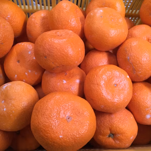 和歌山産 みかん 大きいサイズ 3L以上　 家庭用