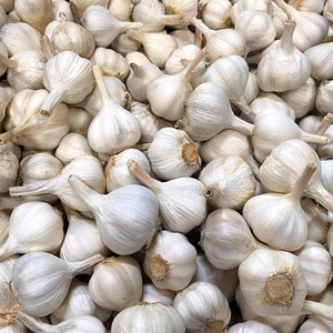 自然栽培　ニンニク