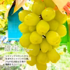 シャイン品種!大房ぶどう　雄宝