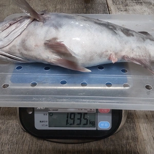 【幻の魚！】下処理済み本アラ1.9kg