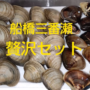 船橋三番瀬贅沢セット！ホンビノス貝+天然ハマグリ！