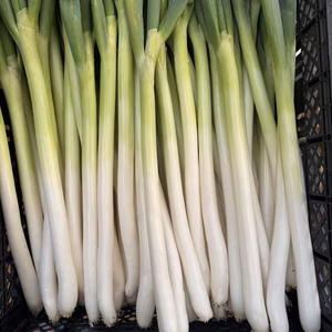 シャキシャキ甘い　長ネギ【夏扇パワー】訳アリ　40本