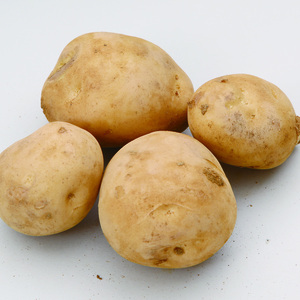 種子島産馬鈴薯　有機JAS新じゃが　『たねがじゃが』10kg