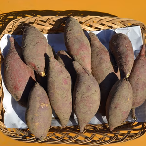 自然栽培のサツマイモ（シルクスイート）