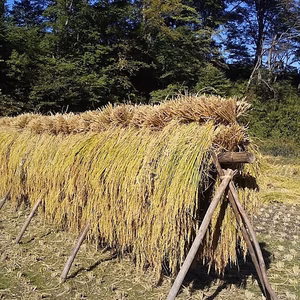 無農薬無化学肥料★古代米！白毛餅(切り餅･10枚入り×2パック）
