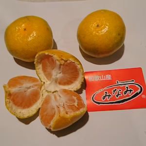 あっさりした味わい❕  極早生みかん【日南一号】