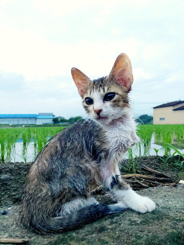 現場のネコさん大集合にゃ 17農家さんの愛猫投稿をまとめてみたよ 農家漁師から産地直送の通販 ポケットマルシェ