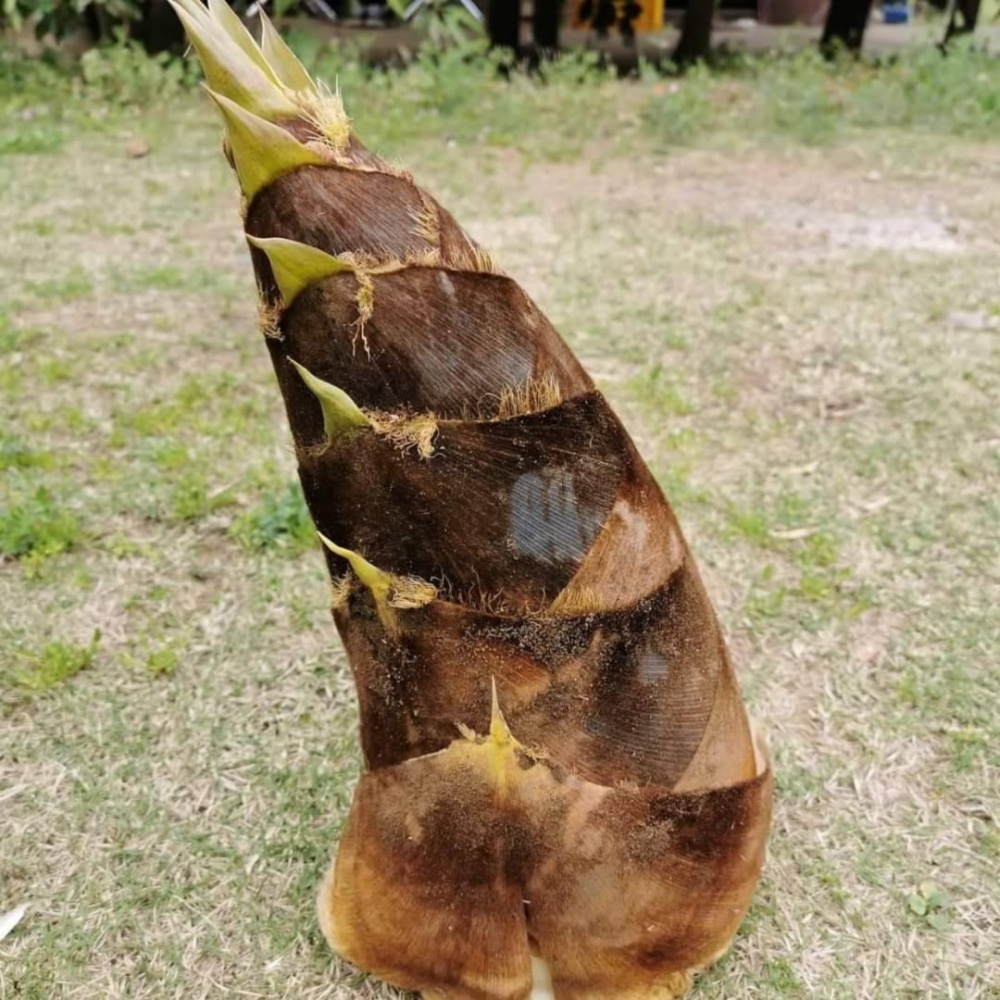 掘りたて新鮮タケノコ❗️約10キロ❗️収穫出来次第で即日発送