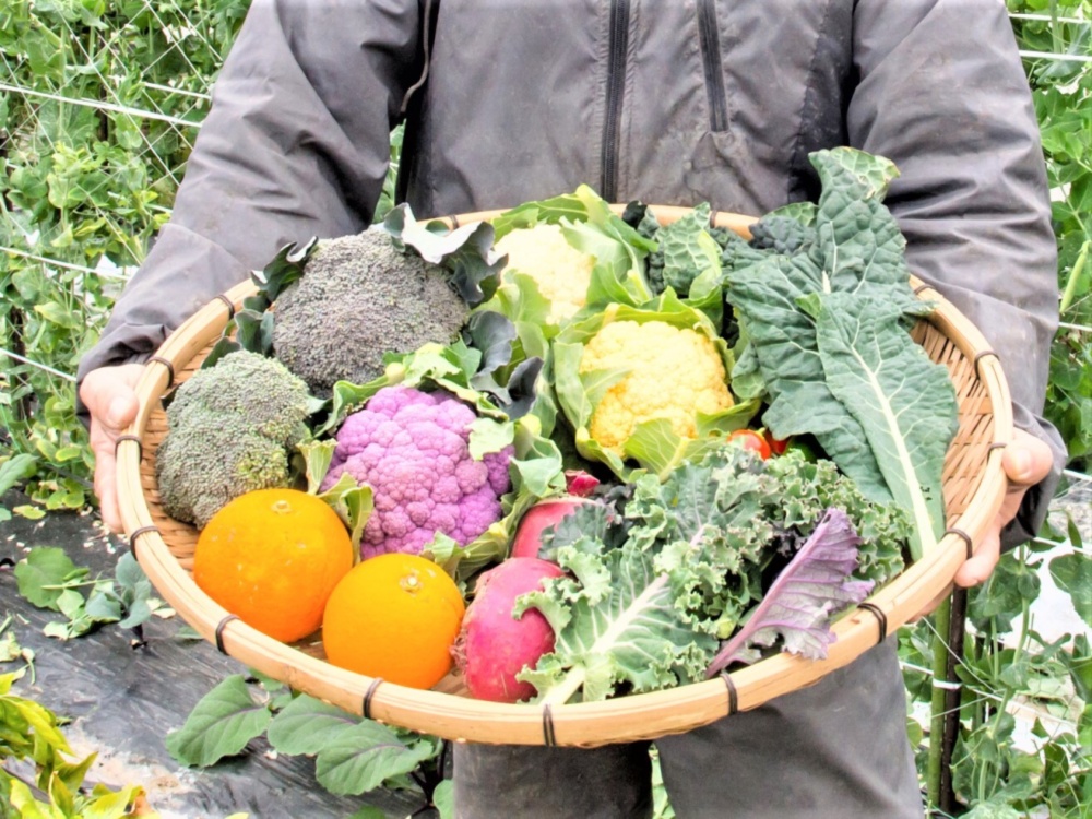 農薬不使用（無農薬）栽培のお任せ季節野菜詰め合わせセット｜野菜の