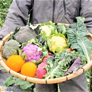農薬不使用（無農薬）栽培のお任せ季節野菜詰め合わせセット