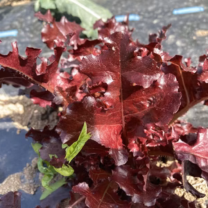 【NEW!!】サクサク食感が美味しい！！チシャとオークリーフのサラダセット