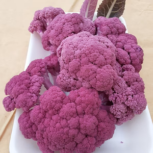 コリッコリッと美味い❣色鮮やかなパープルフラワー「カット」