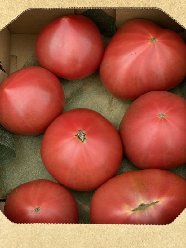 訳ありステビアトマト大盛り　４キロ箱