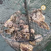 天恵牡蠣「殻付き牡蠣」（シングルシード・バスケット、潮間帯漁場 方式）