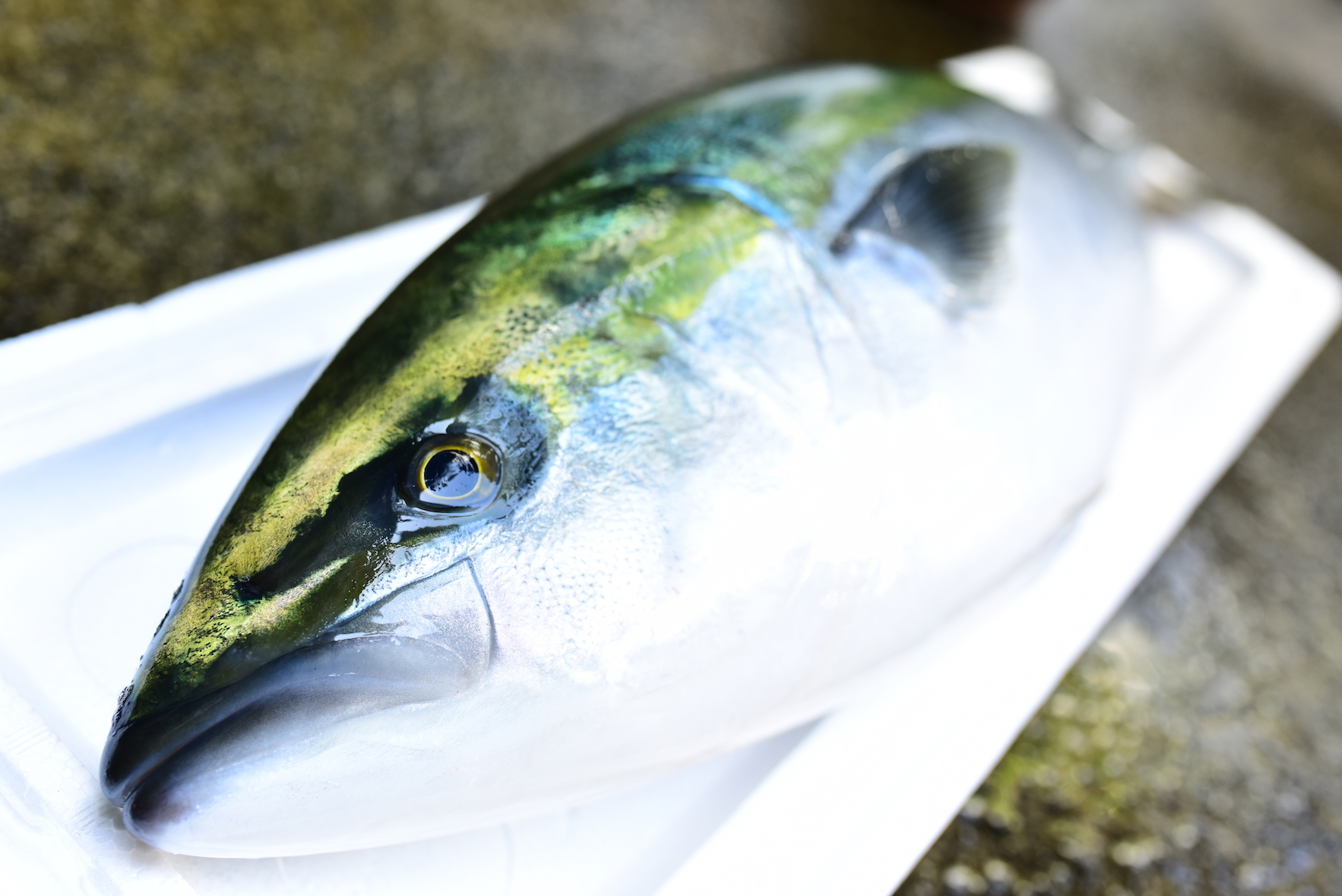 旬の果物・野菜・魚介をお取り寄せ　美人鰤　ドレス加工(鱗、内臓処理済み)｜魚介類の商品詳細｜ポケットマルシェ｜産直(産地直送)通販