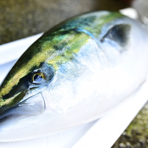 日本酒の酒粕を食べて育った　美人鰤(びじんぶり)