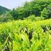 仙霊茶 2021年5月6日収穫　新茶(煎茶)