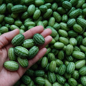 サンディータ マイクロきゅうり 500g Knipp Organic Farm 