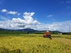 R4年産　油かすなど有機肥料60％施肥で好食味の特別栽培米コシヒカリ精米5ｋｇ