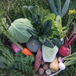 冬の野菜セット