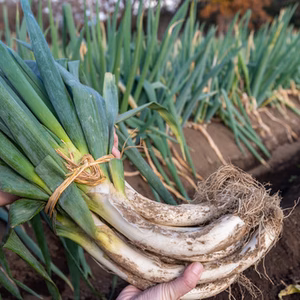 今が旬「新里ねぎ」 土付き 8kg GIマーク取得のブランド野菜　12/1解禁❗