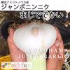 横浜産ジャンボ生ニンニク2ｋｇ【ワケアリ】