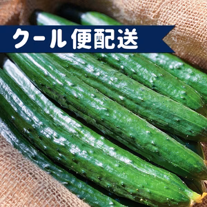 【クール便】採れたて‼︎新鮮きゅうり　たっぷりお届け　3kg