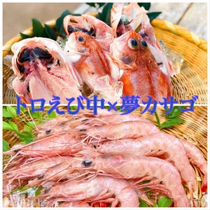 美しき桜色を放つ夢カサゴと珊瑚色をしたとろけるような食感と美味トロえび中