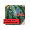 【訳あり品】美味しいうちにすぐ食べて！大玉すいか（ギフトNG）