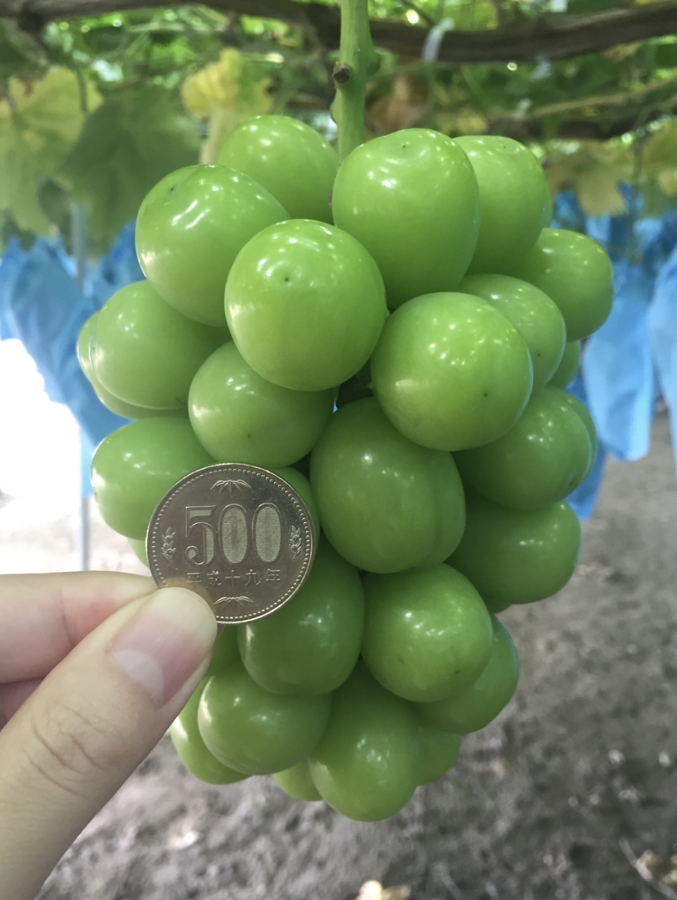 きび  山梨県産シャインマスカット2kg クール便 きび 山梨県産シャインマスカット2kg クール便 きび 山梨県産